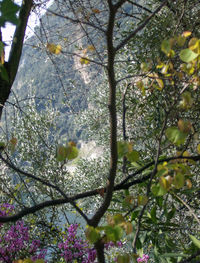 Low angle view of blooming tree