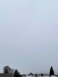 Low angle view of trees against clear sky