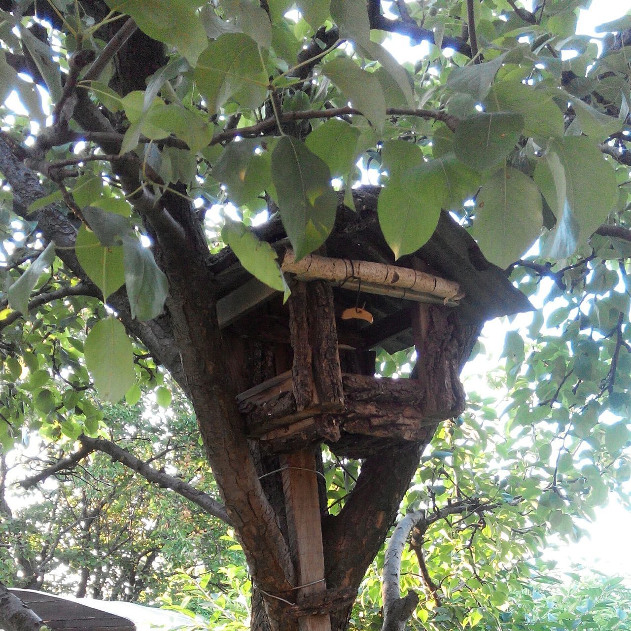 tree, built structure, architecture, low angle view, branch, growth, arch, old, green color, nature, day, building exterior, sky, outdoors, wood - material, no people, tranquility, forest, connection, history