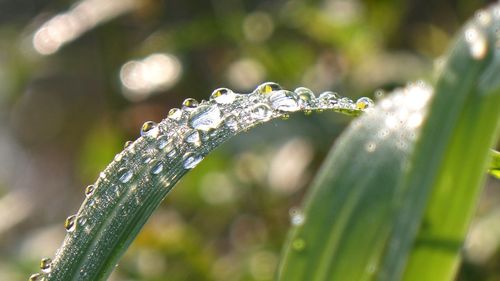 Close-up of raindrops on plant