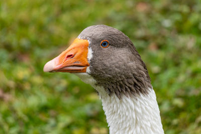 Close-up of bird