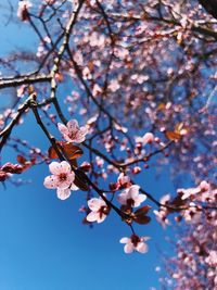 Low angle view of cherry blossoms in spring