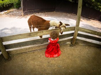 Rear view of cat with horse