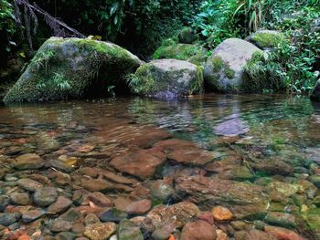 Scenic view of river in forest