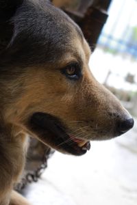 Close-up of dog