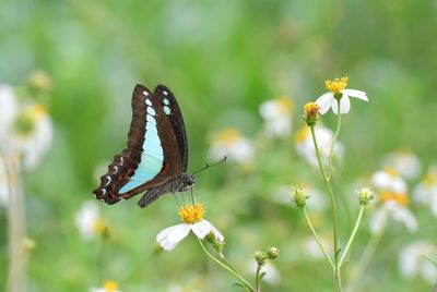 Close-up of butterfly pollinating on flower