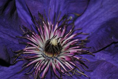 Close-up of purple flower