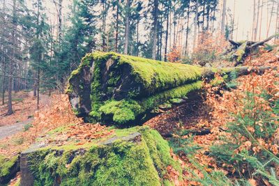Trees in forest