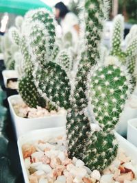 Close-up of potted cactus plants