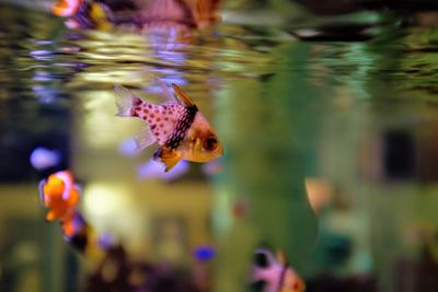 Close-up of fish swimming in sea