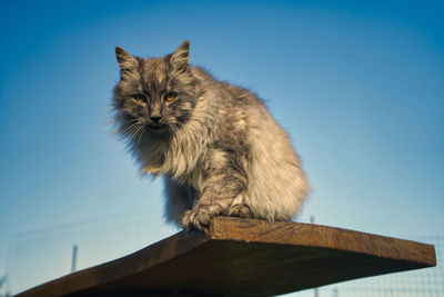 Low angle view of a cat, turkish angora cat