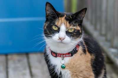 Close-up portrait of a cat