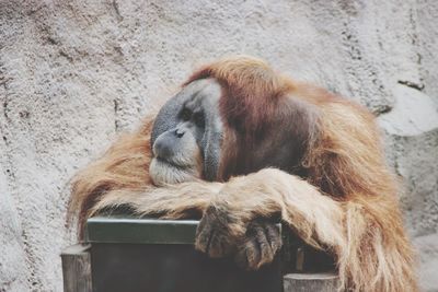 Close-up of a monkey resting on wall