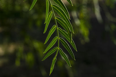 Close-up of leaf