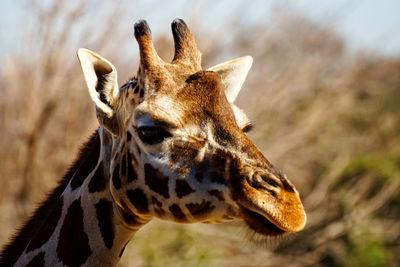 Close-up of giraffe