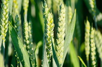 Close-up of crops growing on field