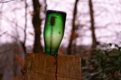 Close-up of beer glass on tree