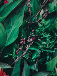 Close-up of flowering plant