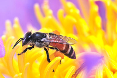 Close-up of insect on yellow flower