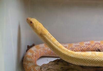 Close-up of lizard