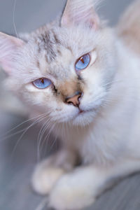Close-up of cat