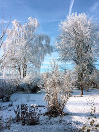 Trees on snow covered land against sky