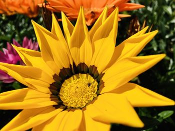 Close-up of yellow flowering plant