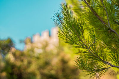 Low angle view of palm tree