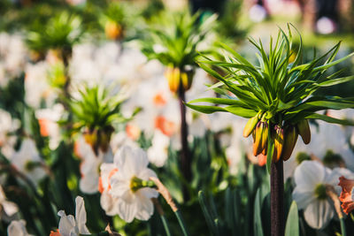 Close-up of flowering plant