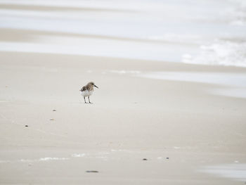 View of birds on beach