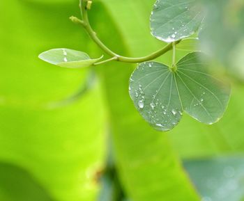 Close-up of raindrops on plant leaves