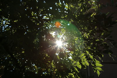 Low angle view of sunlight streaming through tree