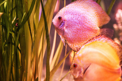 Close-up of fish swimming in sea