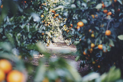 Close-up of fruits growing on tree