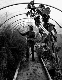 Man working in greenhouse