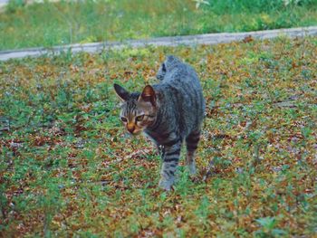 Portrait of tabby standing on land
