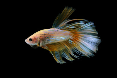 Close-up of fish swimming in sea