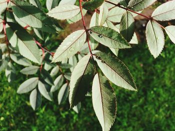 Close-up of fresh green leaves