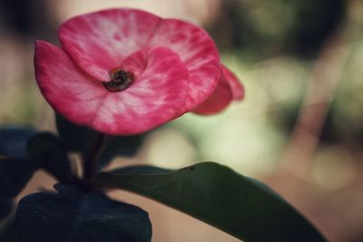 Close-up of pink flower