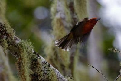 Close-up of bird flying