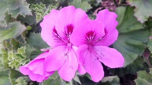 Close-up of pink flowers