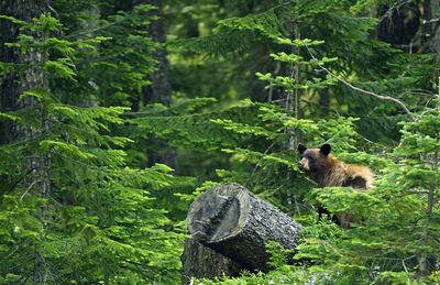 Bear by plants in forest