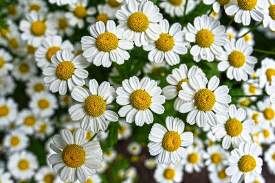 Close-up of white daisy flowers