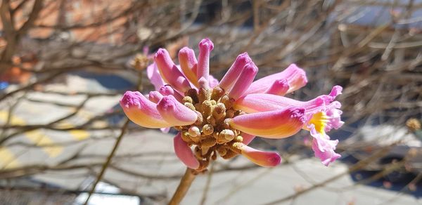 Close-up of pink flower