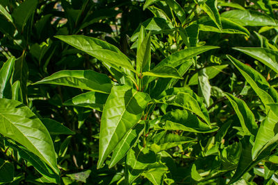 High angle view of leaves growing on plant