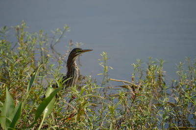 Close-up of gray heron on grass