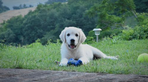 Portrait of dog sticking out tongue on land