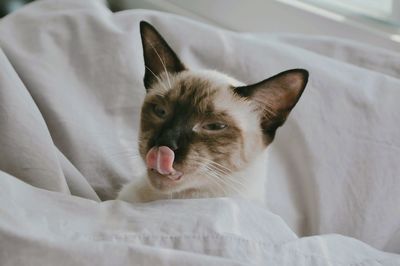 Close-up of siamese cat licking nose at home