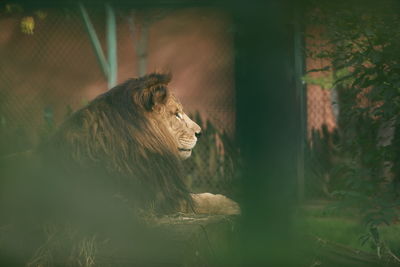 Close-up of lioness