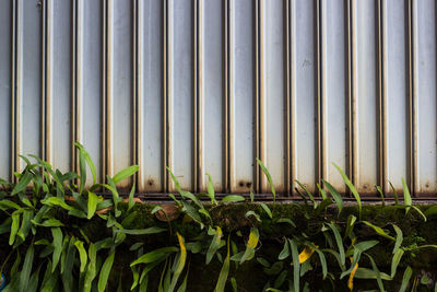 Close-up of plants growing on field